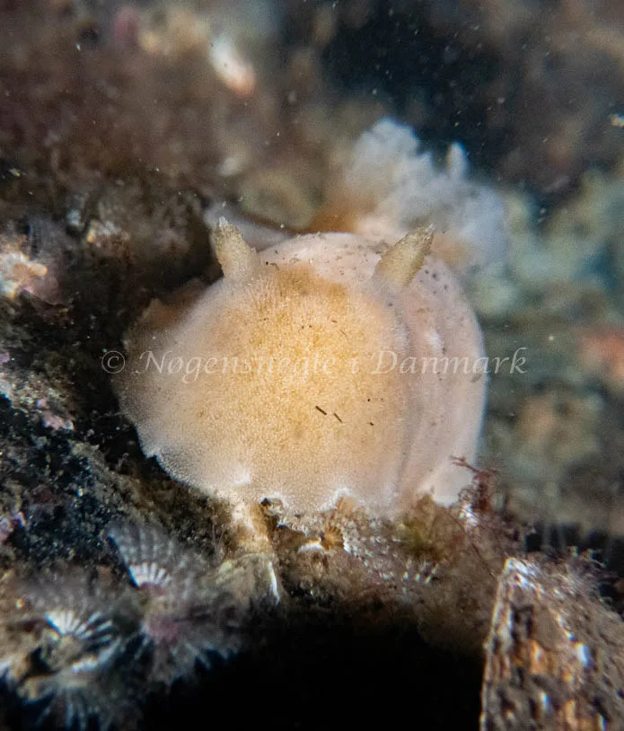 Jorunna tomentosa - Rønbjerg - Foto: Tina Hindal