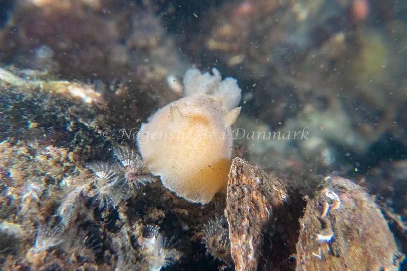 Jorunna tomentosa - Rønbjerg - Foto: Tina Hindal