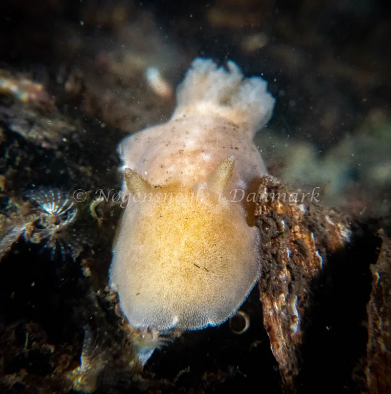Jorunna tomentosa - Rønbjerg - Foto: Tina Hindal