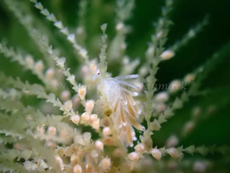 Cuthonella concinna - Ammoniakhavnen - Foto: Laurits Larsen