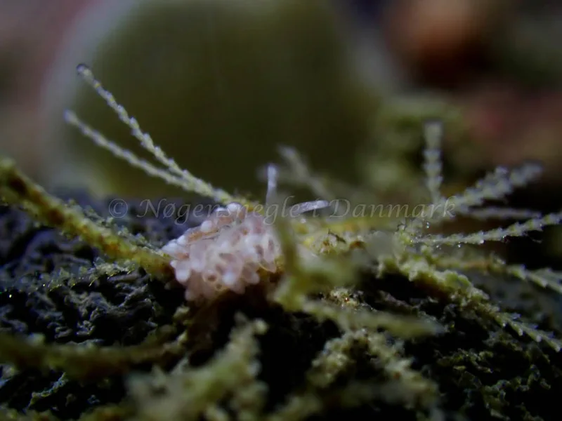 Cuthonella concinna - Ammoniakhavnen - Foto: Laurits Larsen