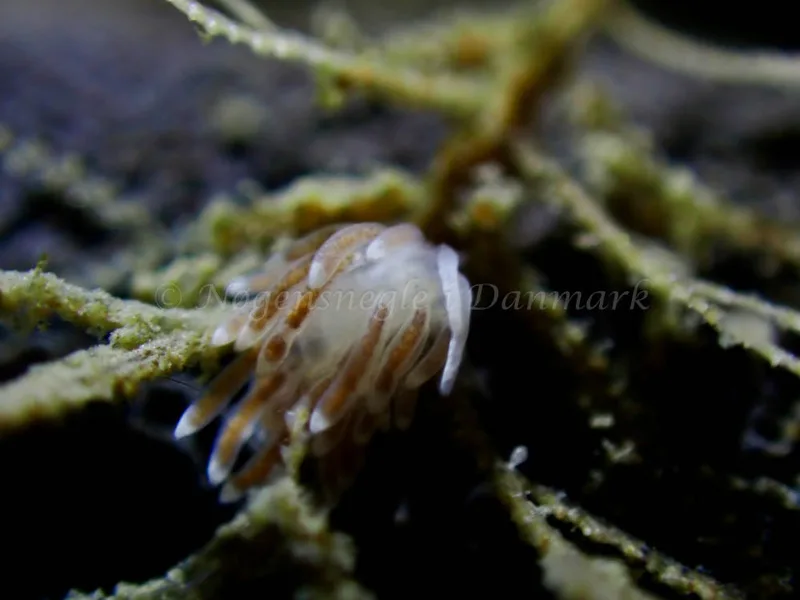 Cuthonella concinna - Ammoniakhavnen - Foto: Laurits Larsen