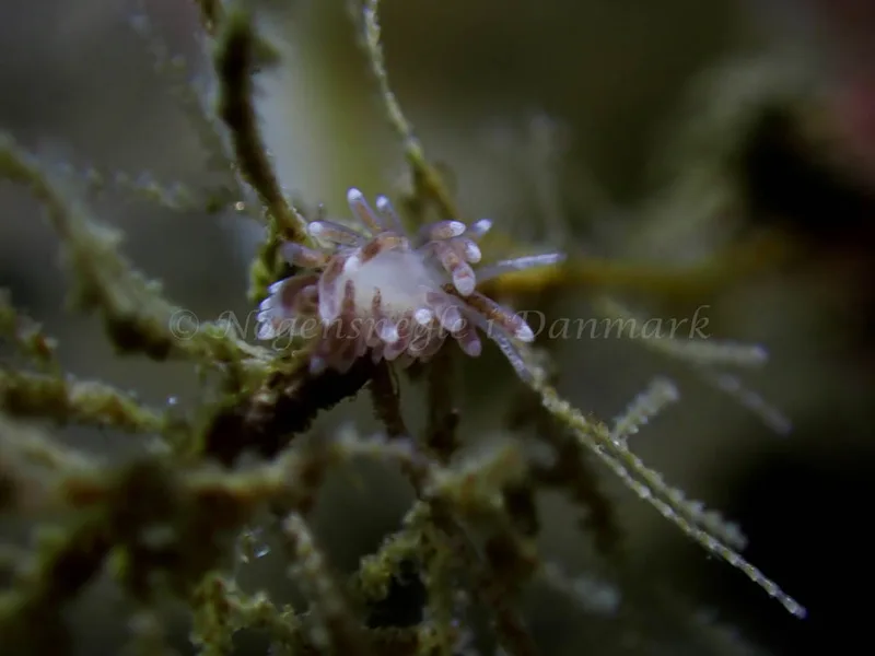 Cuthonella concinna - Ammoniakhavnen - Foto: Laurits Larsen