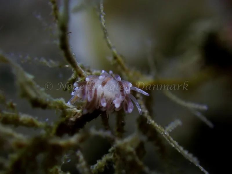 Cuthonella concinna - Ammoniakhavnen - Foto: Laurits Larsen