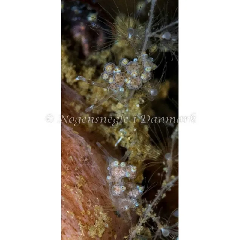 Billede af nøgensneglen Eubranchus exiguus - Munkholmbroen - Foto: Jette Egtved Hansen