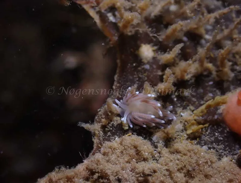 Cuthonella concinna - Ebeltoft Færgehavn - Foto: Per Søndergaard
