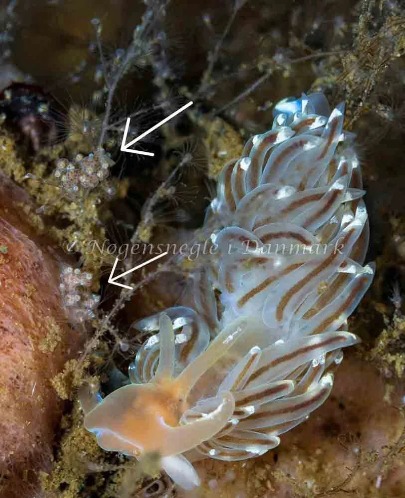 Billede af nøgensneglen Eubranchus exiguus - Munkholmbroen - Foto: Jette Egtved Hansen