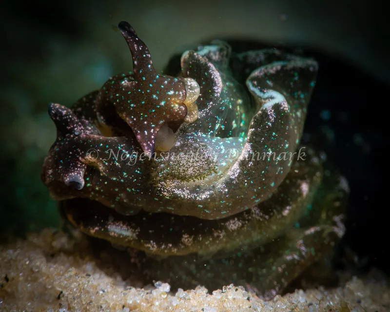 Elysia viridis - Natomolen, Femmøller Strand - Foto: Mikkel Noe-Nygaard