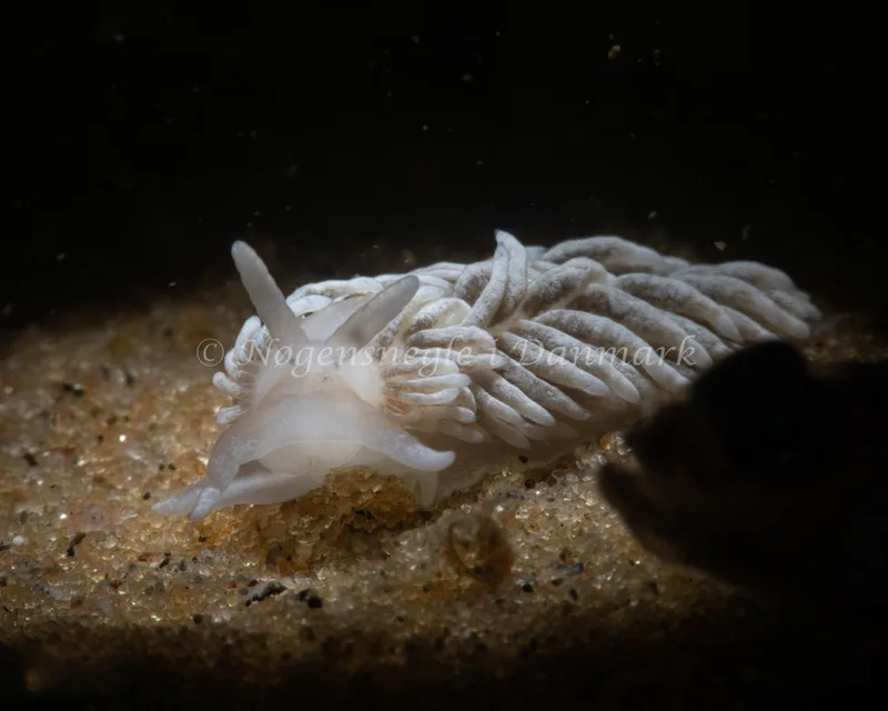 Aeolidiella glauca - Natomolen, Femmøller Strand - Foto: Mikkel Noe-Nygaard