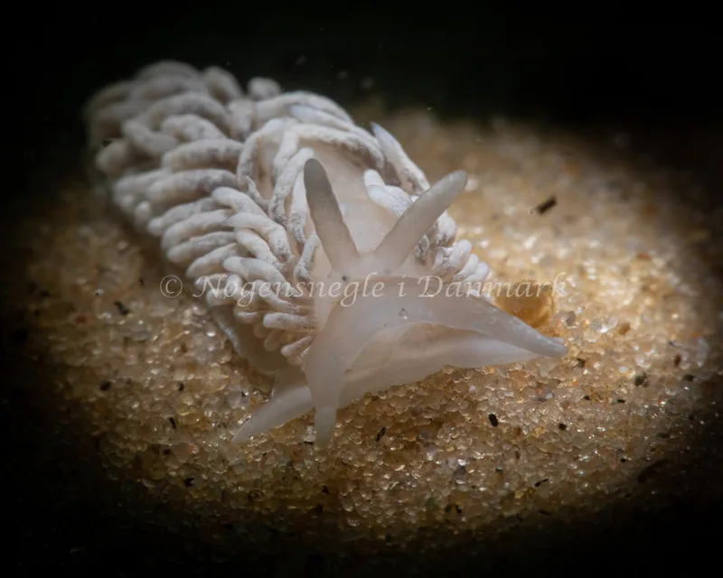 Aeolidiella glauca - Natomolen, Femmøller Strand - Foto: Mikkel Noe-Nygaard