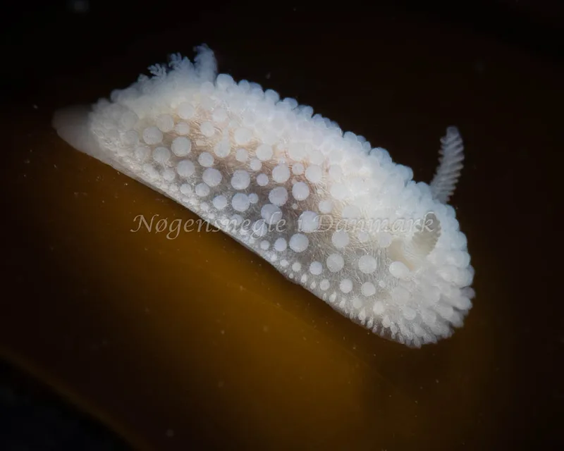 Onchidoris muricata - Møllemolen, Ebeltoft - Foto: Mikkel Noe-Nygaard