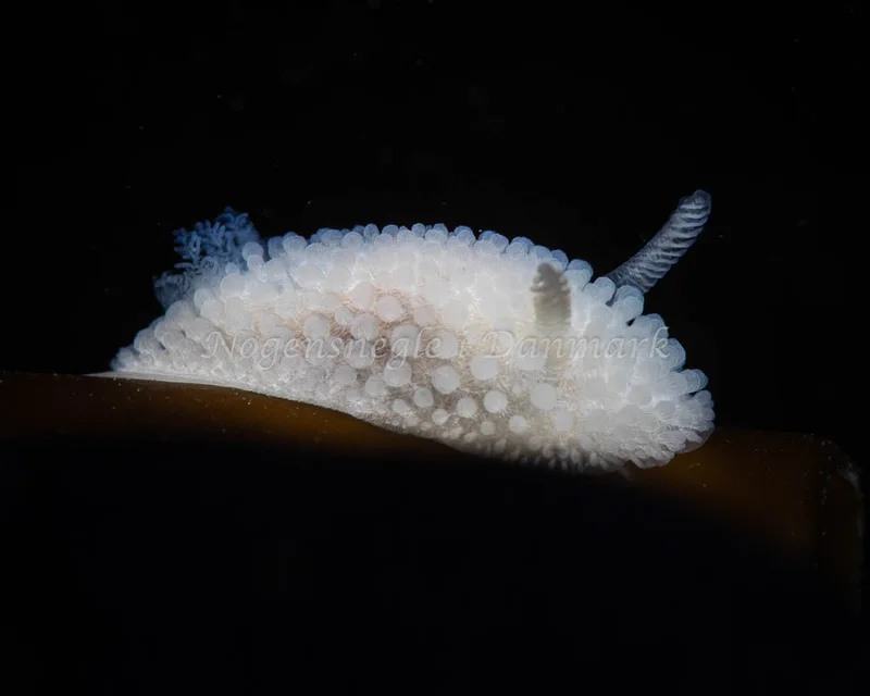 Onchidoris muricata - Møllemolen, Ebeltoft - Foto: Mikkel Noe-Nygaard