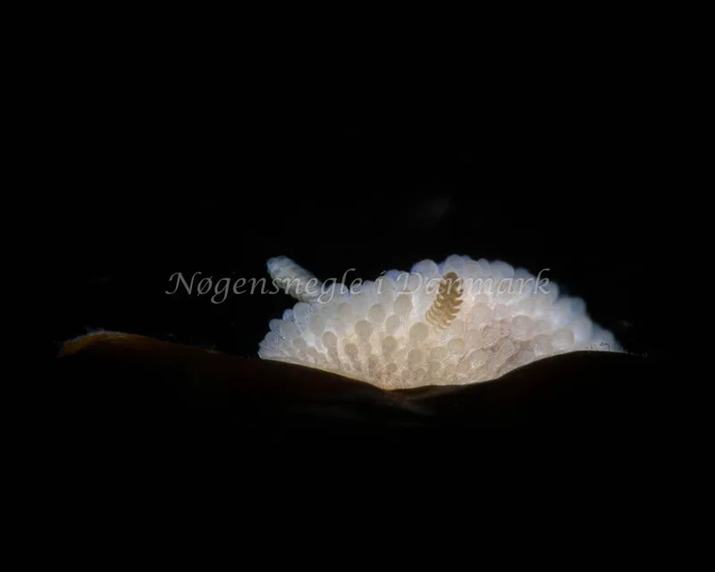 Onchidoris muricata - Møllemolen, Ebeltoft - Foto: Mikkel Noe-Nygaard