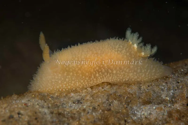 Billede af nøgensneglen Acanthodoris pilosa