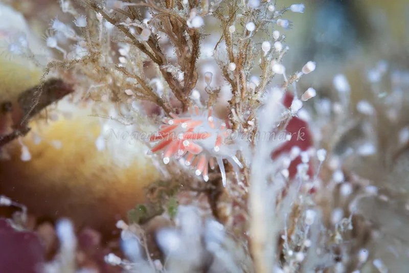 Microchlamylla gracilis - Ammoniakhavnen - Foto: Klaus Kevin Kristensen