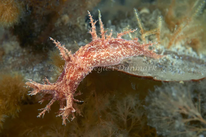 Dendronotus frondosus - Dragsmur, Ebeltoft Vig - Foto: Morten Rasmussen