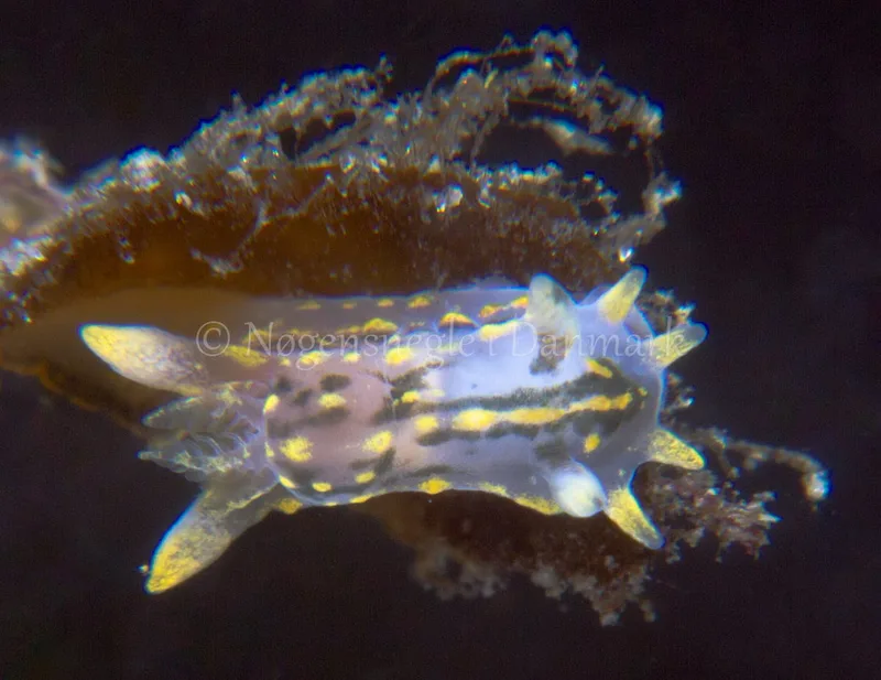 Polycera quadrilineata - Ammoniakhavnen - Foto: Niels Astrup Millard