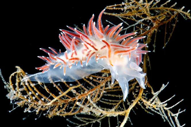 Coryphella nøgensnegl med farverige cerata og frit synlige gæller på ryggen
