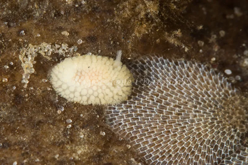 Onchidoris muricata - Ammoniakhavnen - Foto: Poul Erik Rasmussen