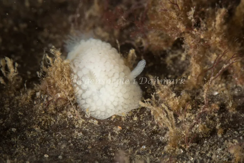 Onchidoris muricata - Ammoniakhavnen - Foto: Poul Erik Rasmussen