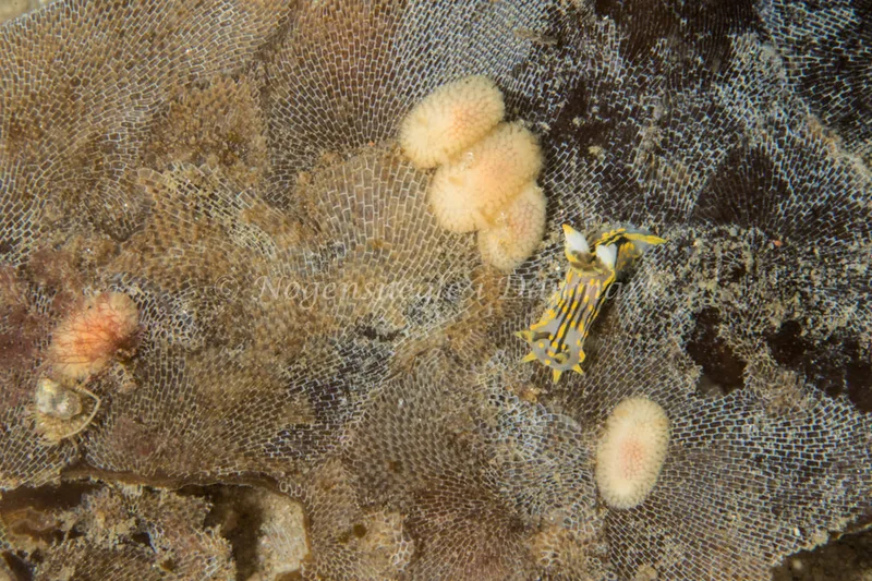 Polycera quadrilineata - Ammoniakhavnen - Foto: Poul Erik Rasmussen
