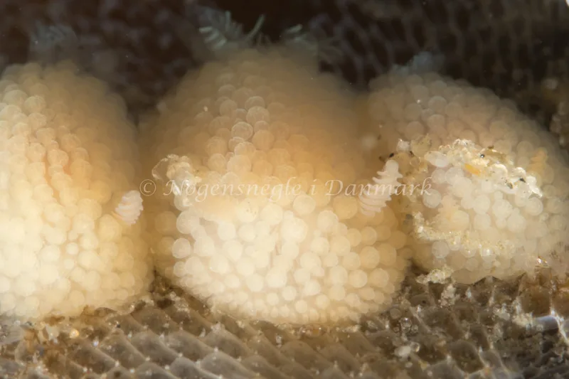 Onchidoris muricata - Ammoniakhavnen - Foto: Poul Erik Rasmussen