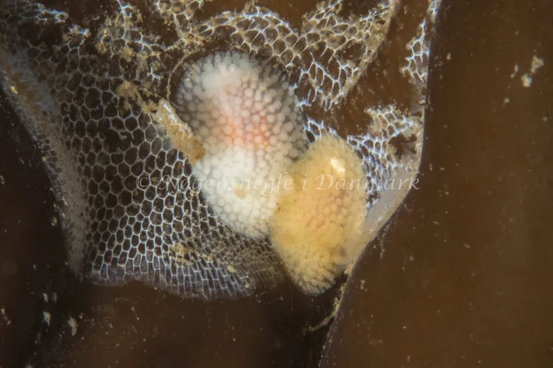 Onchidoris muricata - Ammoniakhavnen - Foto: Poul Erik Rasmussen