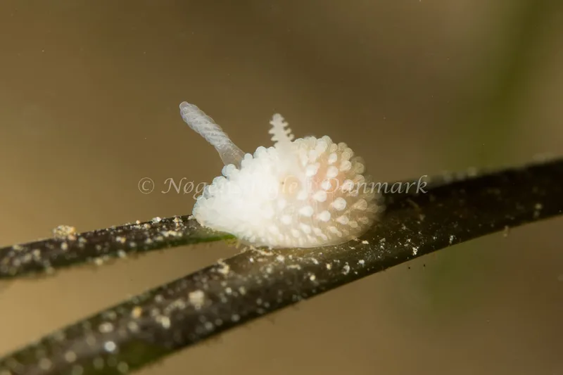 Onchidoris muricata - Ammoniakhavnen - Foto: Poul Erik Rasmussen