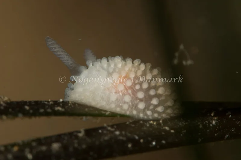Onchidoris muricata - Ammoniakhavnen - Foto: Poul Erik Rasmussen