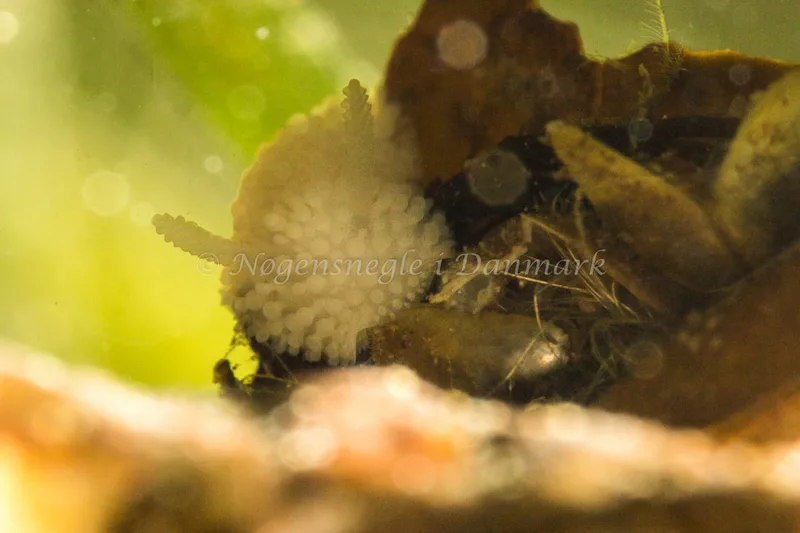 Onchidoris muricata - Ammoniakhavnen - Foto: Poul Erik Rasmussen