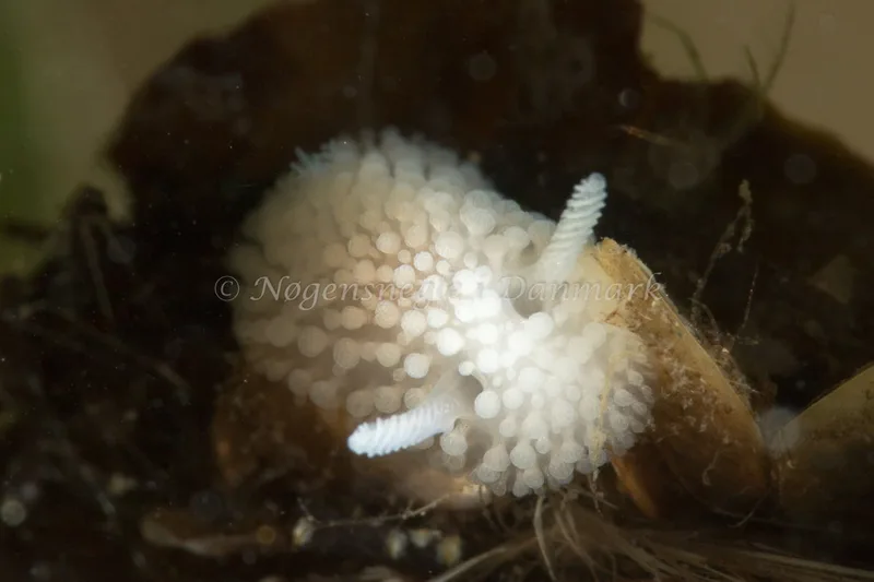 Onchidoris muricata - Ammoniakhavnen - Foto: Poul Erik Rasmussen