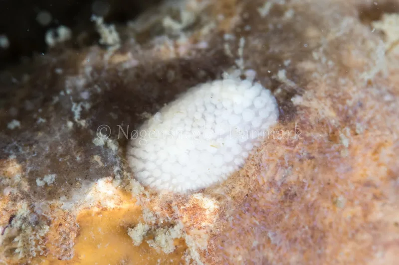 Onchidoris muricata - Kongebrogaarden - Foto: Poul Erik Rasmussen