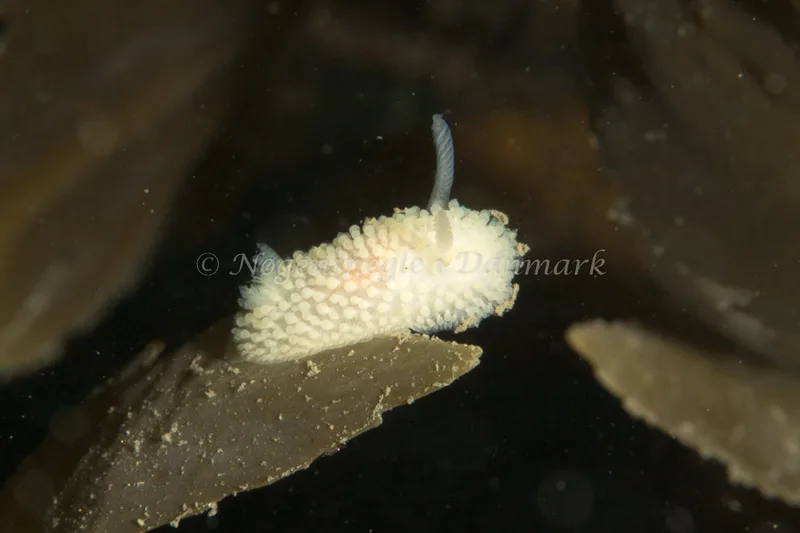 Onchidoris muricata - Lyngsbo Strand - Foto: Poul Erik Rasmussen