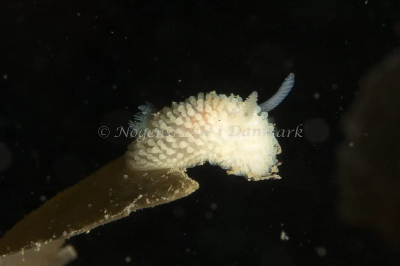 Onchidoris muricata - Lyngsbo Strand - Foto: Poul Erik Rasmussen