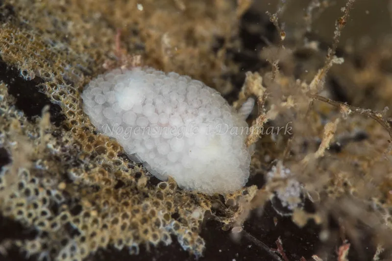 Onchidoris muricata - Ammoniakhavnen - Foto: Poul Erik Rasmussen