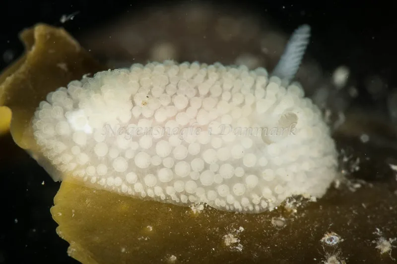 Onchidoris muricata - Ammoniakhavnen - Foto: Poul Erik Rasmussen
