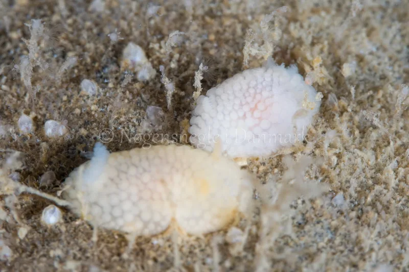 Onchidoris muricata - Dykkerklubben Marsvinet - Foto: Poul Erik Rasmussen