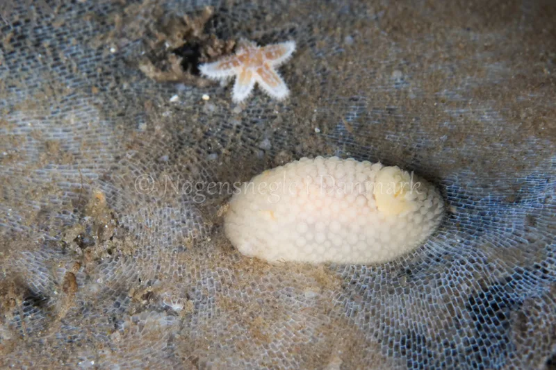 Onchidoris muricata - Sønderborg Havn - Foto: Poul Erik Rasmussen