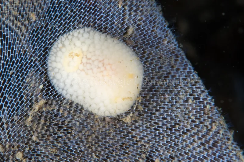 Onchidoris muricata - Verdens Ende, Sønderborg - Foto: Poul Erik Rasmussen