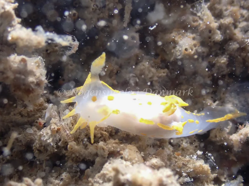 Polycera quadrilineata - Evald (Vrag) - Foto: Esben Sick