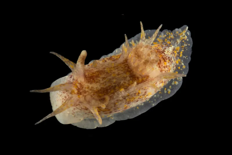 Billede af nøgensneglen Okenia aspersa