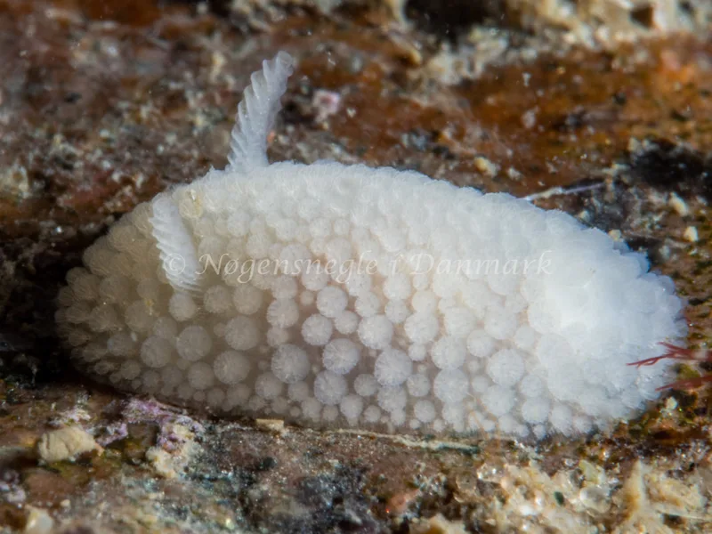 Onchidoris muricata - Søbadet - Foto: Ole Dreyer
