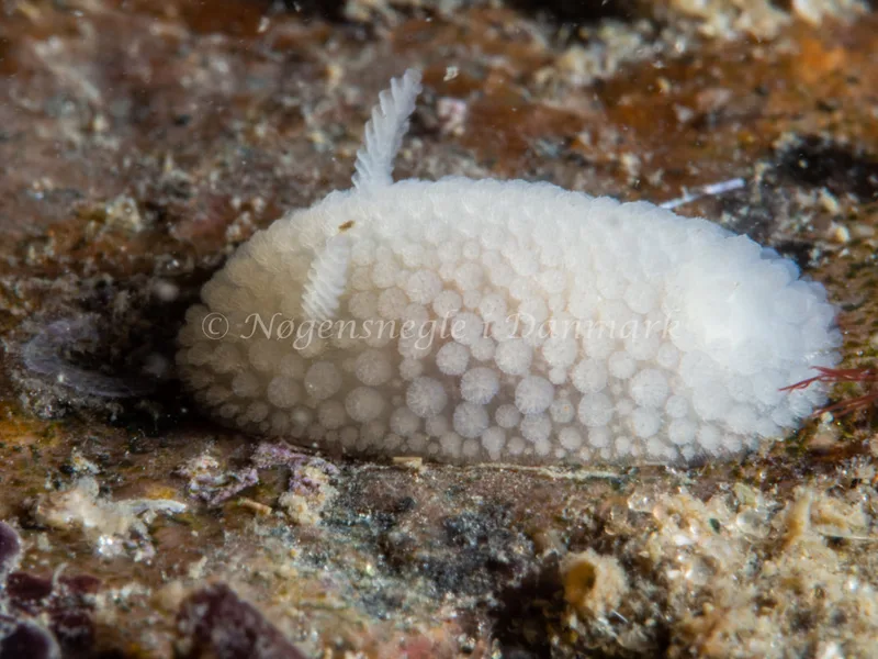 Onchidoris muricata - Søbadet - Foto: Ole Dreyer