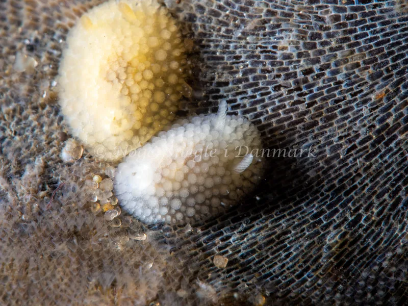 Onchidoris muricata - Søbadet - Foto: Ole Dreyer