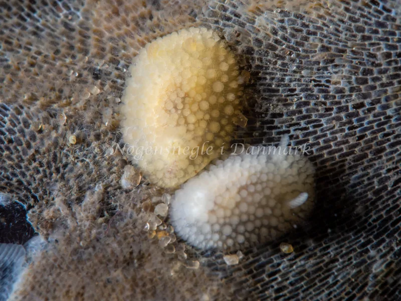 Onchidoris muricata - Søbadet - Foto: Ole Dreyer