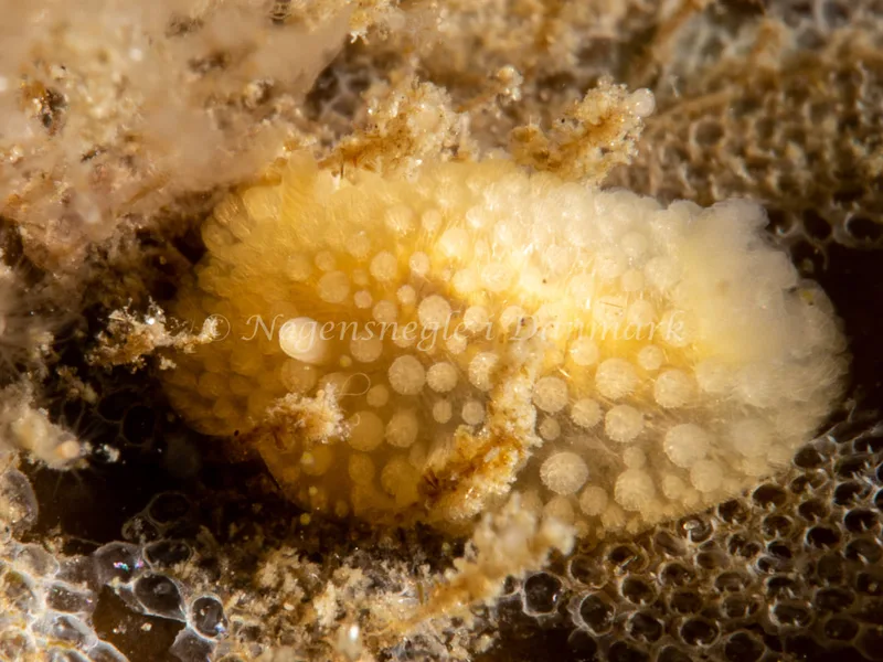 Onchidoris muricata - Trykkerdammen - Foto: Ole Dreyer