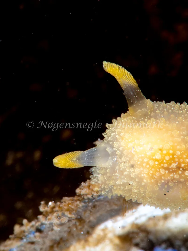 Acanthodoris pilosa - Trykkerdammen - Foto: Ole Dreyer