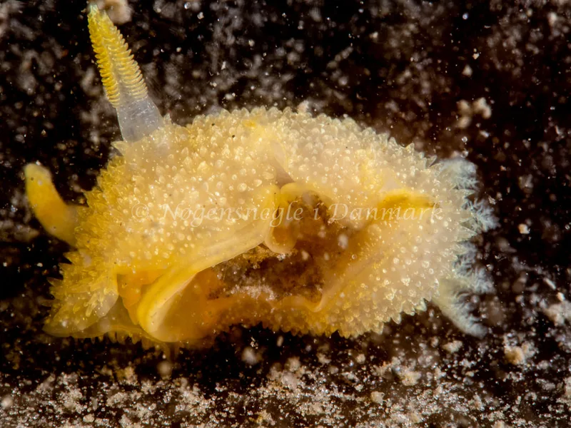 Acanthodoris pilosa - Trykkerdammen - Foto: Ole Dreyer