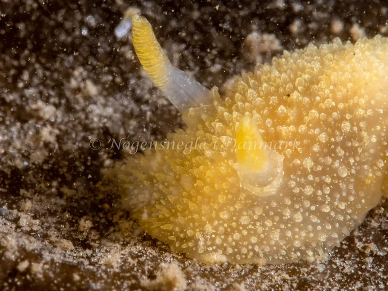 Acanthodoris pilosa - Trykkerdammen - Foto: Ole Dreyer