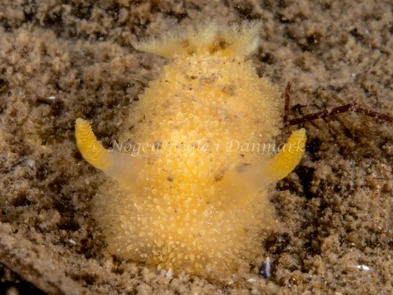 Acanthodoris pilosa - Trykkerdammen - Foto: Ole Dreyer